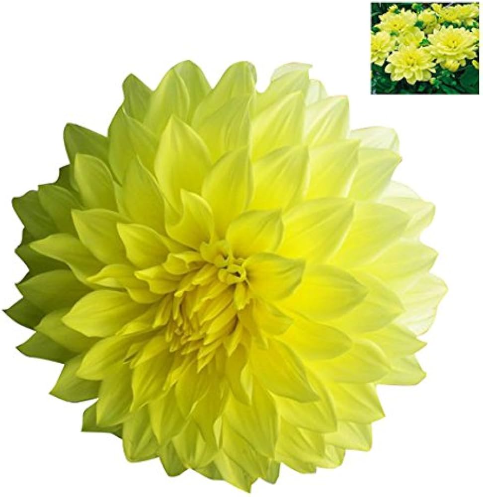 yellow dahlia flower seeds