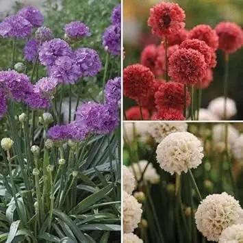 mixed joystick flower seeds