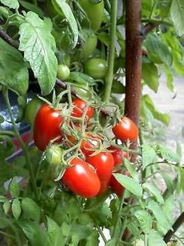Red Juliet Tomato Vegetable Seeds for Planting