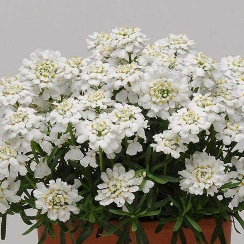 candytuft for flower seeds