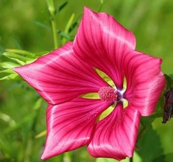 malope vulcan flower seeds
