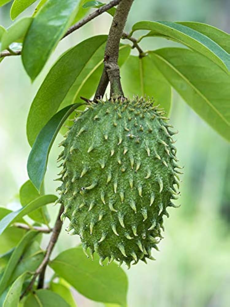 Soursop Frugtfrø til udplantning Blandet 100 stk