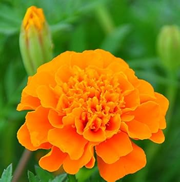 Flower Seeds, Seeds for Planting, Plant Seeds