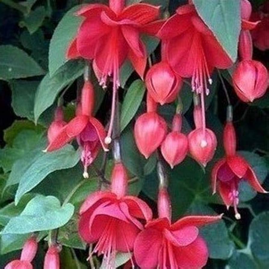 Fresh Fuchsia Flower Seeds for Planting, Red Green 100 pcs