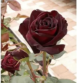 red baccara flower seeds