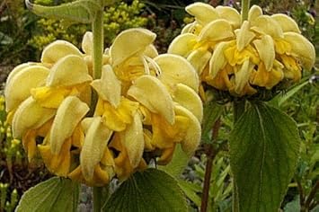 Yellow Jerusalem Sage Flower Seeds heirloom &amp; Non-GMO Seeds