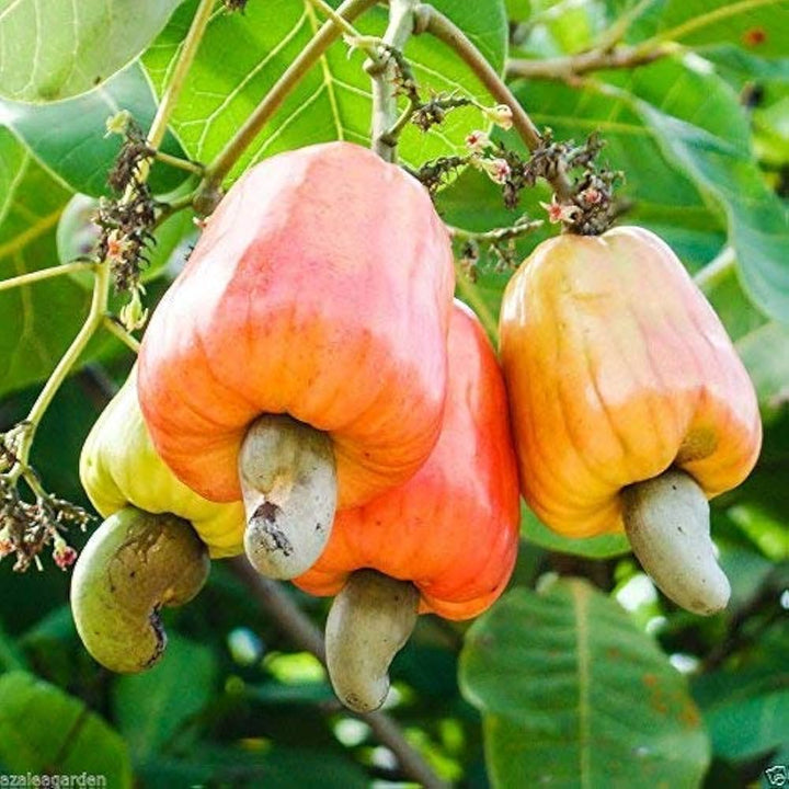 Cashew Nut Fruit Seeds - Grow Nutritious and Tasty Cashews in Your Garden  100 pcs