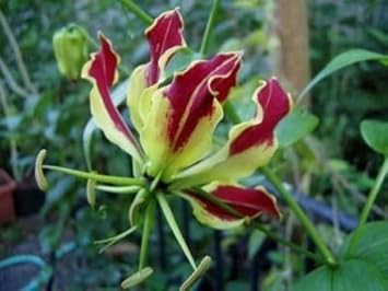 red rothschildiana flower seeds