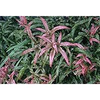 Pink Green Fern Plant Seeds for Planting 100 pcs