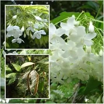 white mok flower seeds