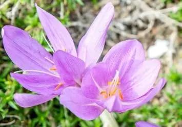 pink heirloom flower seeds