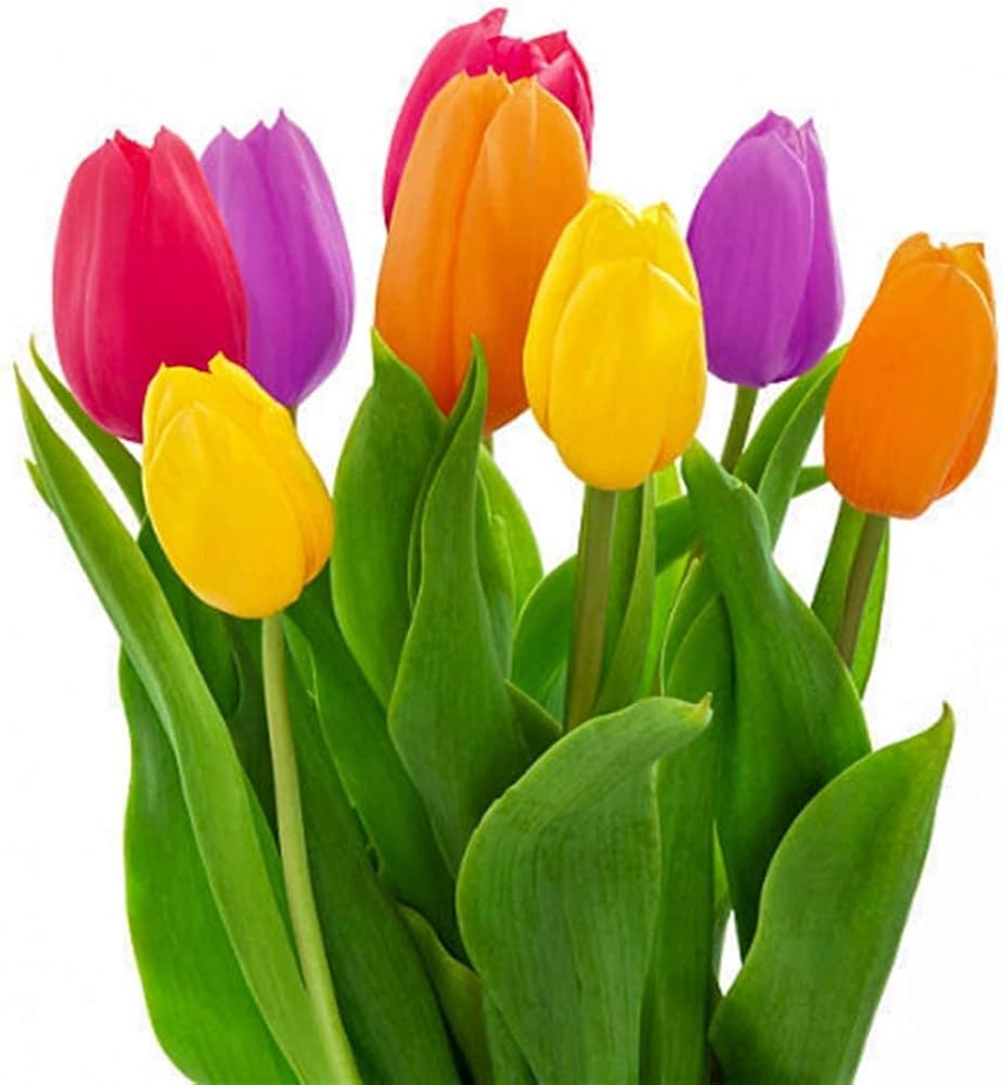 tulip tulipa flower seeds