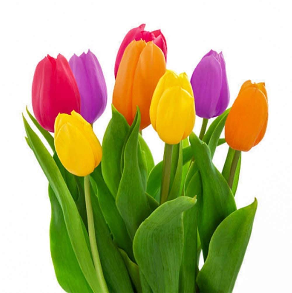 bonsai tulip flower seeds