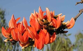 monosperma flower flower seeds