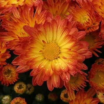 red yellow flower seeds