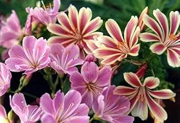 pink cotyledon flower seeds