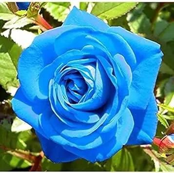 blue unique flower seeds