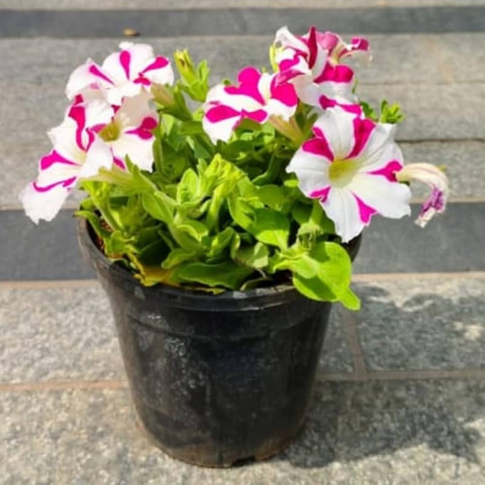 petunia petunia flower seeds