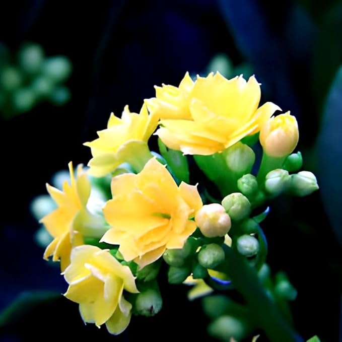 Organic Yellow Kalanchoe Flower Seeds for Planting – Heirloom, Non-GMO, High Germination