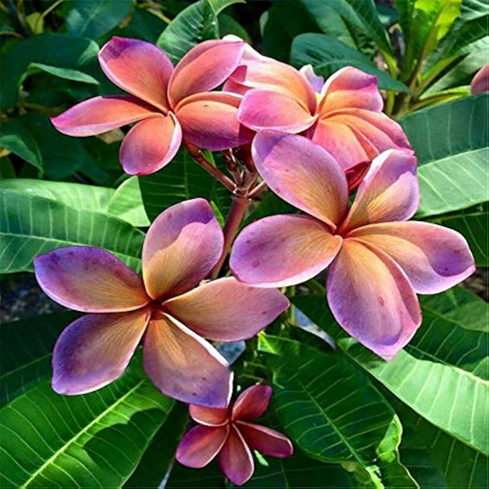 Purple Yellow Frangipani Flower Seeds for Planting 100 pcs