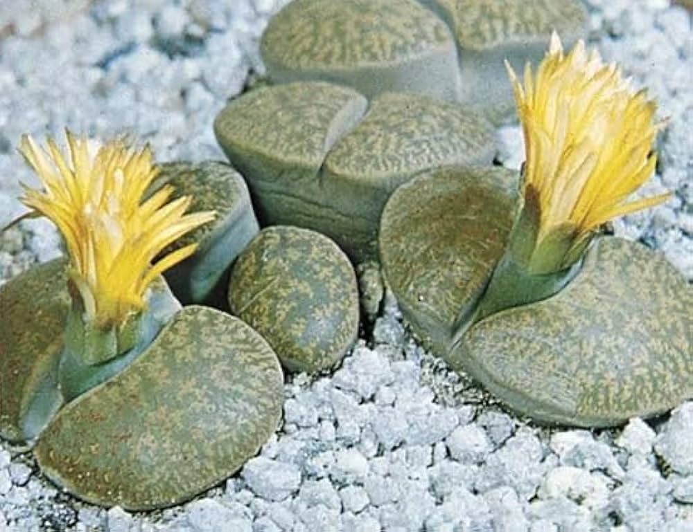 succulent lithops flower seeds