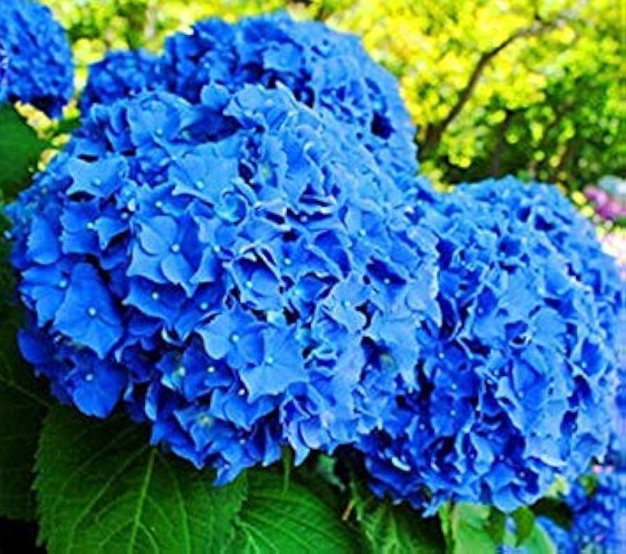 Blue Climbing Geranium Plant Seeds for Planting - 100 pcs