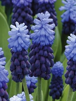 Flower Seeds, Seeds for Planting, Plant Seeds