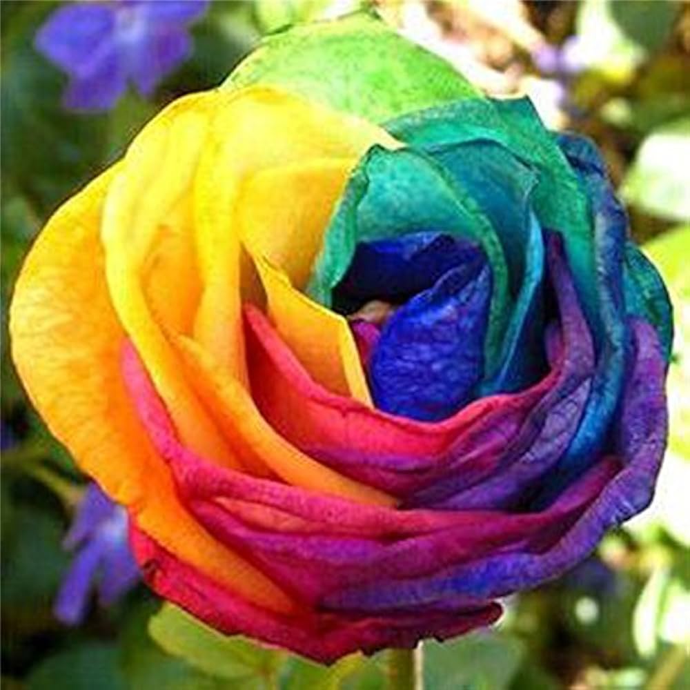 Multi-Color Rose Black Blue Flower Seeds for Planting 100 pcs