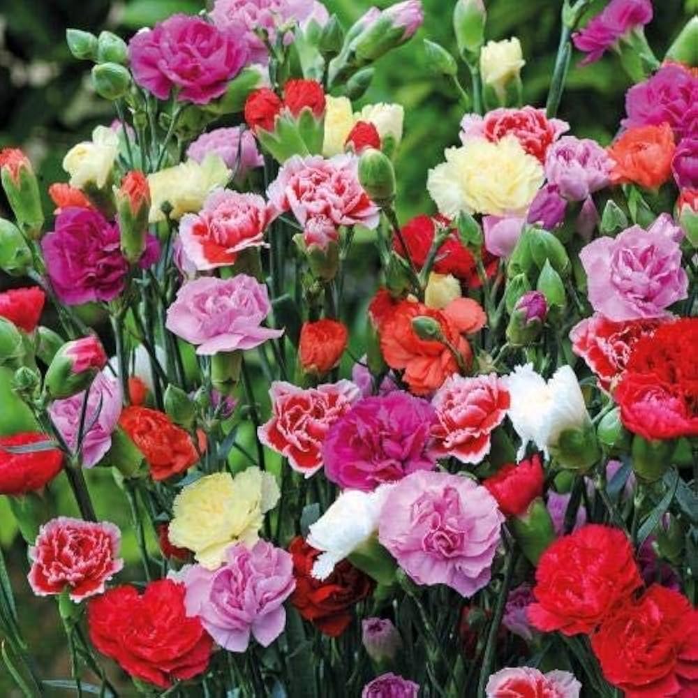 mix carnations flower seeds