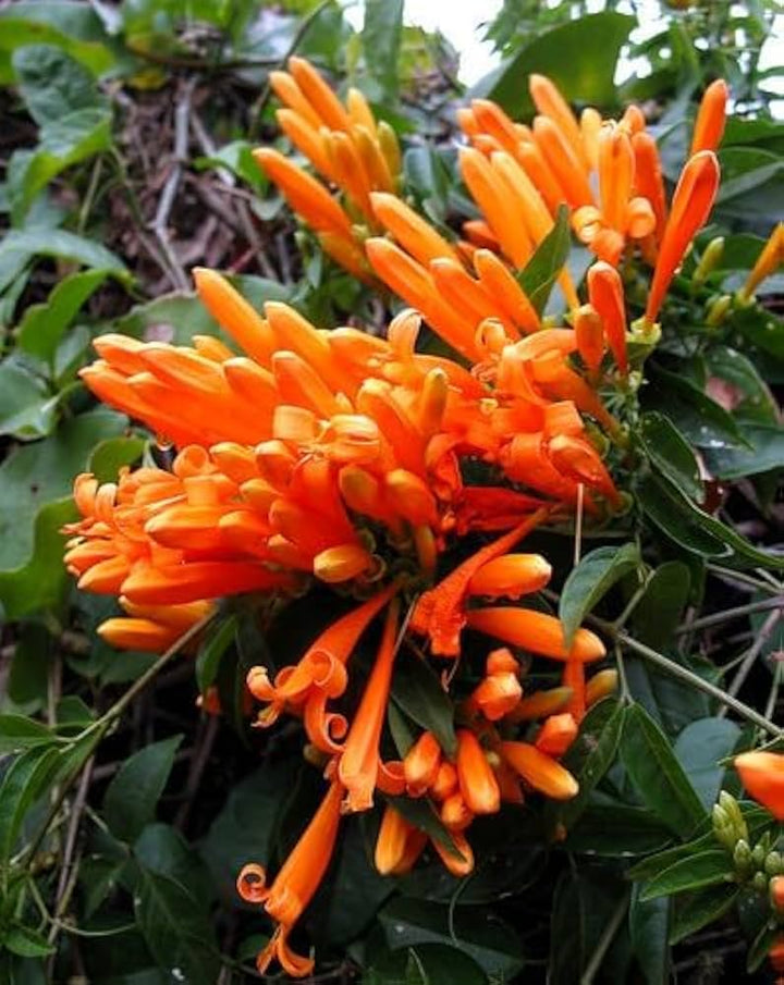 Light Orange Pyrostegia Venusta Flower Seeds – Heirloom Non-GMO Climbing Seeds for Planting, High Germination