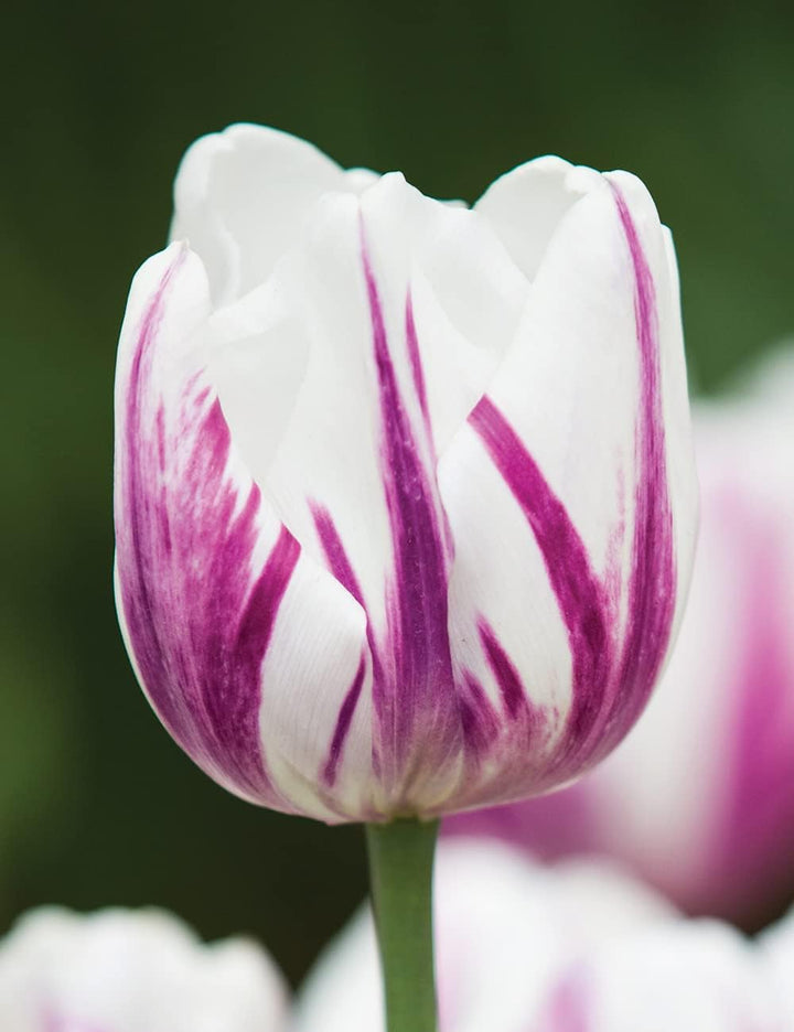 Flower Seeds, Seeds for Planting, Plant Seeds