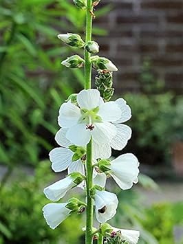 white checkermallow flower seeds