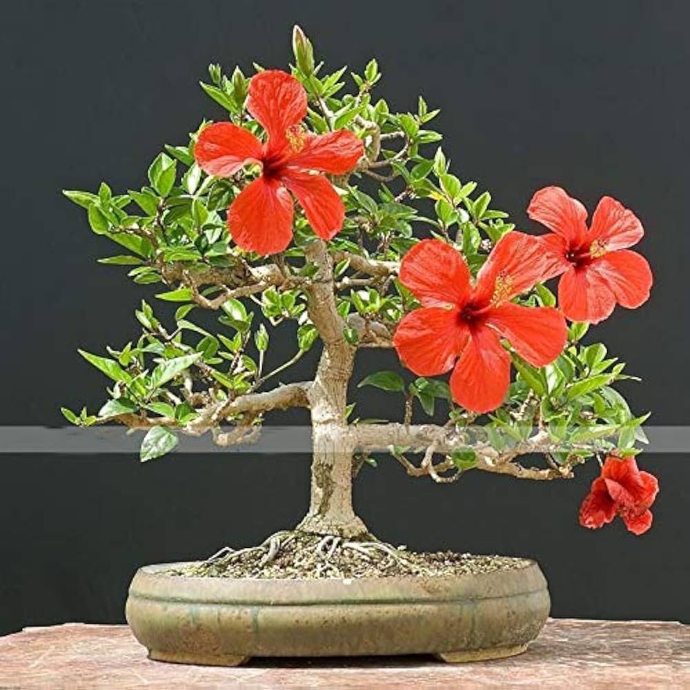 red giant flower seeds