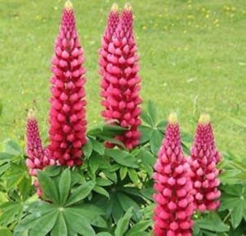 Flower Seeds, Seeds for Planting, Plant Seeds