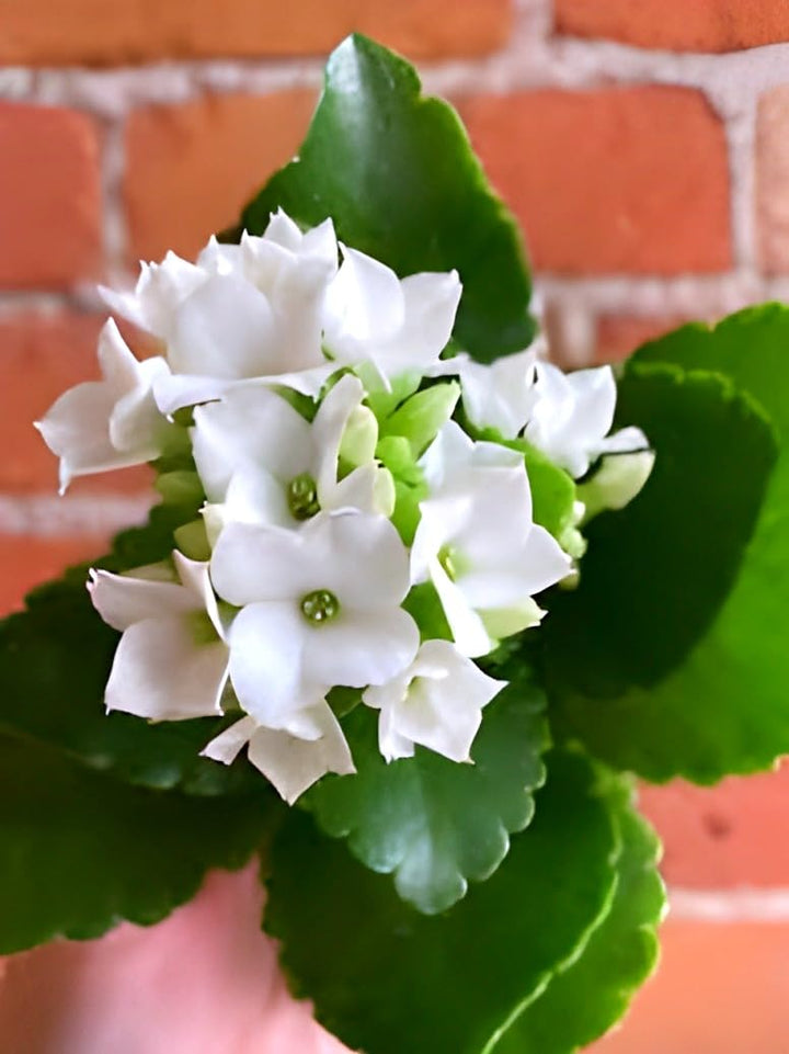Organic White Kalanchoe Flower Seeds for Planting – Heirloom, Non-GMO, High Germination