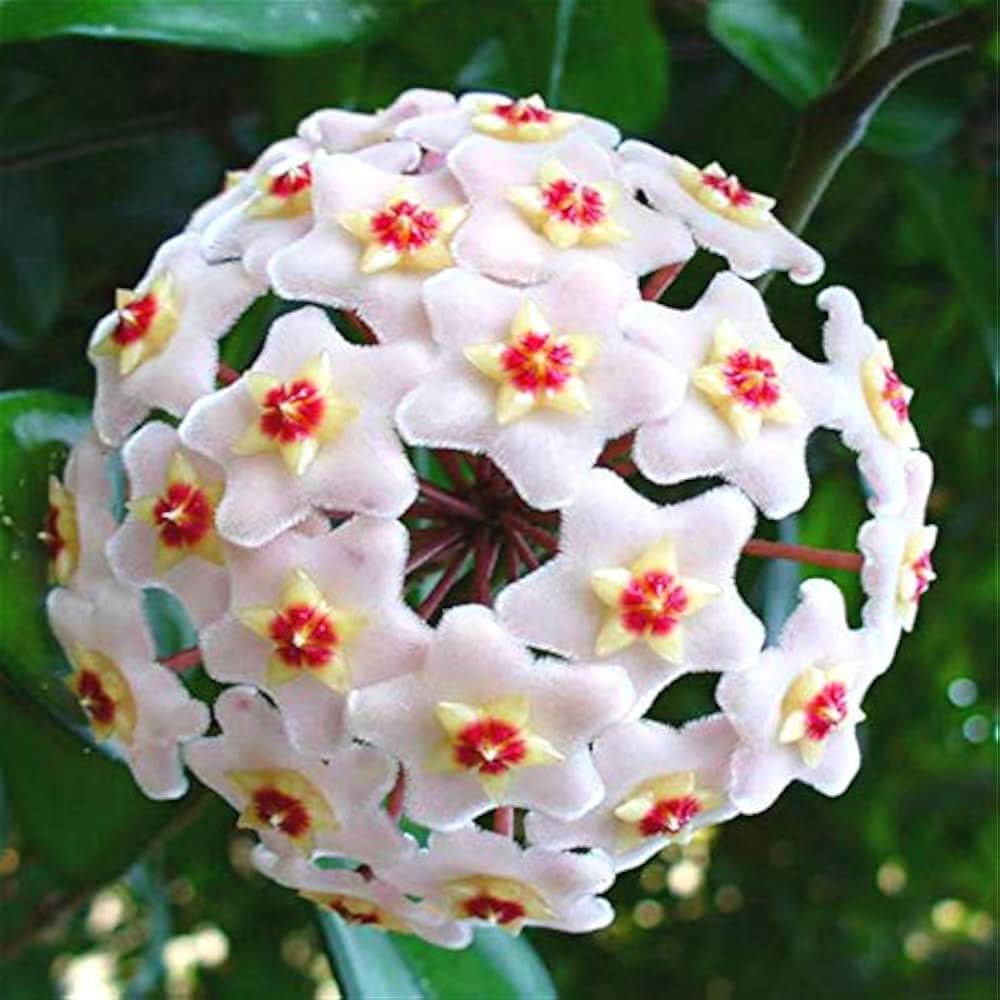 hoya hoya flower seeds