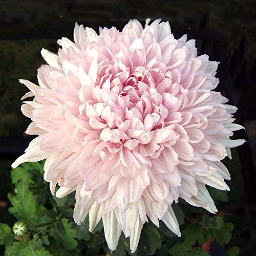 Bløde Pink Dahlia Blomsterfrø til udplantning - 100 stk