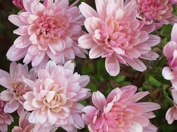pink light flower seeds