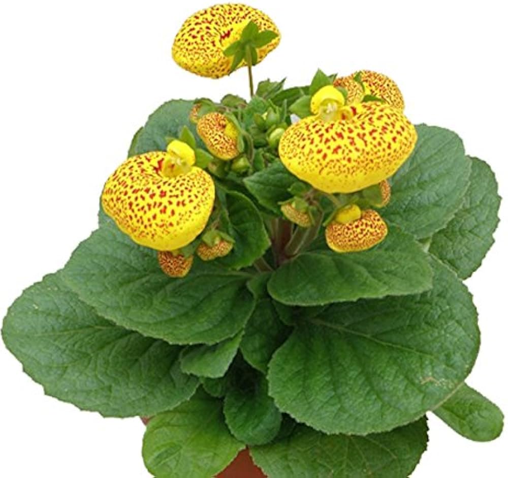 pocketbook flower flower seeds