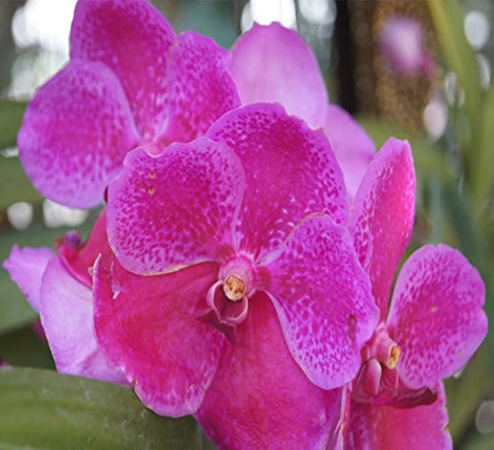 Heirloom Non-GMO Butterfly Orchid Flower Seeds for Planting – High Germination Elegant Pink Organic Garden Seeds