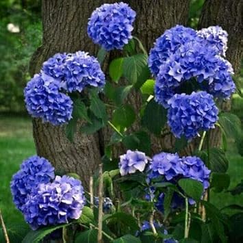 Flower Seeds, Seeds for Planting, Plant Seeds