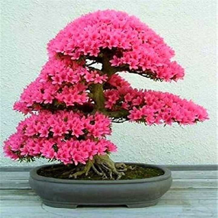 Red Cerasus Perennial Flower Seeds for Planting 100 pcs