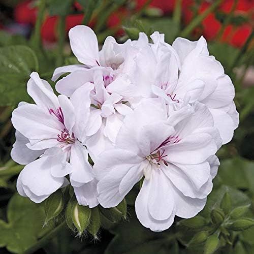 Friske Geranium Blomsterfrø til Plantning, Hvide 100 stk