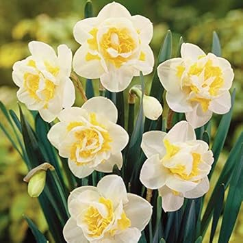 Flower Seeds, Seeds for Planting, Plant Seeds