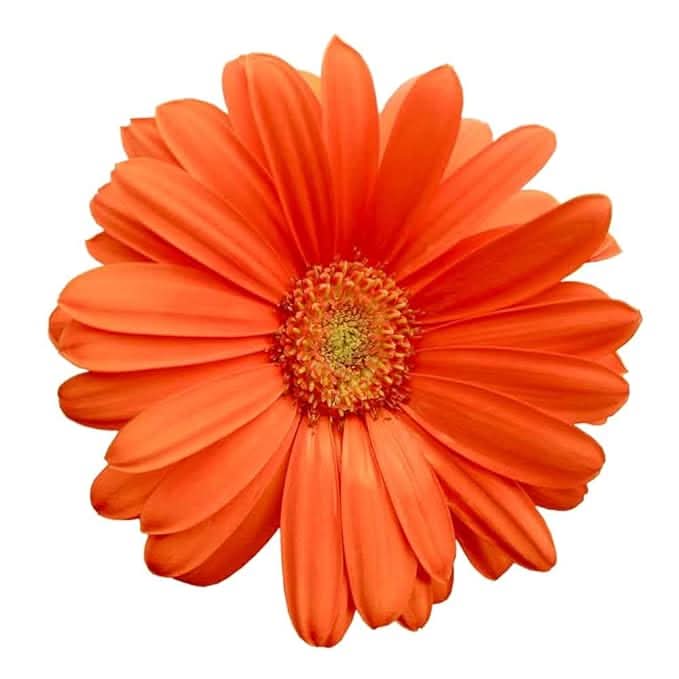orange gerbera flower seeds