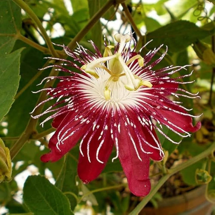 Organic Heirloom Red Passion Flower Seeds – Non-GMO Exotic Climbing Seeds for Planting, High Germination