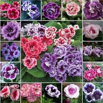 mixed colour flower seeds