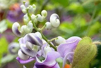 vigna caracalla flower seeds