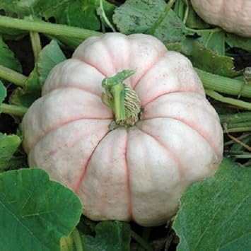 Pink Pumpkin Seeds for Planting