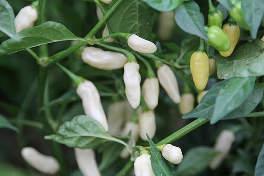 White Pepper Seeds for Planting
